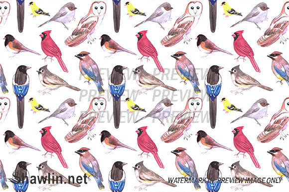 Wild Birds Watercolor and Patterns